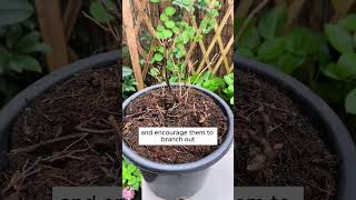 Twisting and turning the stem better than simply cutting it off  shorts plantingtips [upl. by Oleg153]