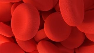 What is the difference between a blood clot and a thrombus [upl. by Kirch385]