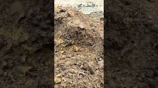 vermicomposting smartphone trending nature [upl. by Ynnav]