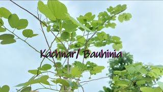 How to grow and care for Kachnar or Bauhinia plant Also known as Orchid tree amp Mountain ebony [upl. by Stockwell]