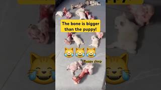 The Puppies Play with Big Bones Sleep and Others Eat ♥️♥️♥️ [upl. by Sadnac791]