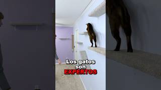 🤯Los gatos son unos EXPERTOS‼️😺gatos viralshort shorts [upl. by Harv]