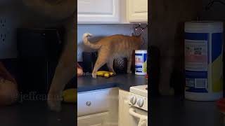 💩 shortvideo funny petschannel cat funnypetschannel yourcat pets catschannel yourpet [upl. by Ojadnama837]