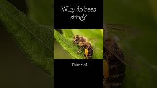 Why do bees sting [upl. by Masera]