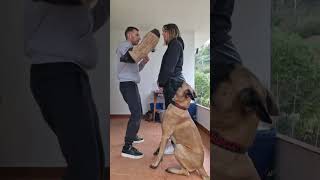 Dame un abrazo parati perros dogs perro short shorts videoshort videoviral viralshorts [upl. by Arvid]