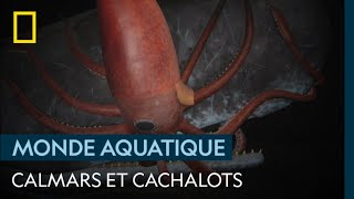 Le calmar géant nourriture préférée des cachalots [upl. by Bender]