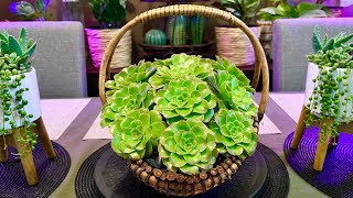 Aeonium Arboreum Arrangement [upl. by Atisor]