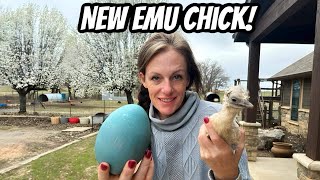 Dont Miss Out on This Exciting New Emu Chick Arrival [upl. by Herculie]