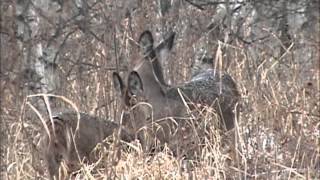 Odocoileus virginianus [upl. by Artinek]