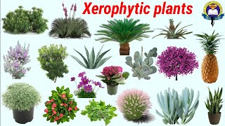 Xerophytic Plants  Xerophytic Plants In English With Pictures  Easy English Learning Process [upl. by Eolcin343]