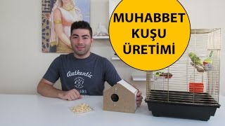 Muhabbet Kuşu Üretimi [upl. by Breskin]