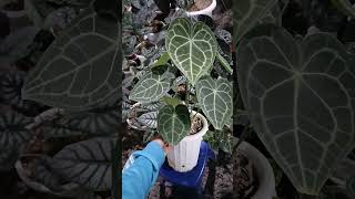 Anthurium Clarinervium anthurium plants aesthetic garden live shorts trending foryou funny [upl. by Ken]