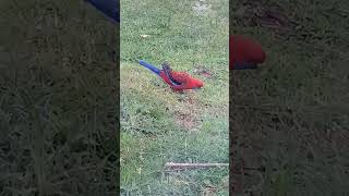 Rosellas eating seed [upl. by Linker]