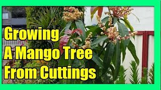 How To Grow Mango Tree From Cuttings Mango Propagation [upl. by Etom498]