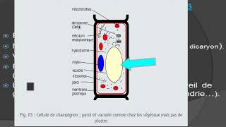 les champignons cours de biologie végétale botanique [upl. by Bigod]