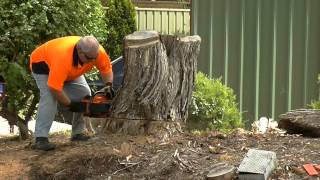 Oleo Mac 284 MPF chainsaw cutting a stump [upl. by Patten]