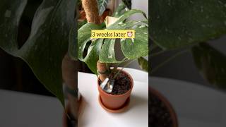 How to improve the growth of Monstera aerial roots for young plants 🌿 monstera plantcare plant [upl. by Bergin]