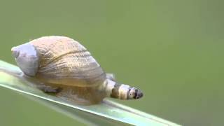 Leucochloridium paradoxum  Zombie snail [upl. by Eimot]