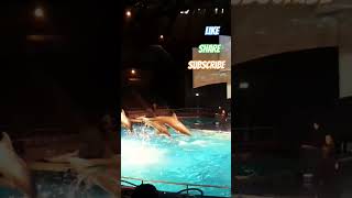 Amazing Dolphin Show Highlights  Dolfinarium Harderwijk 🐬✨shorts dolphins netherlands [upl. by Jos]