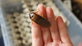 Unboxing amp Setting Up A Dubia Roach Colony [upl. by Iccir]