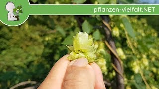 Wilder Hopfen  Früchte Dolden amp Samen  290818 Humulus lupulus  essbare Wildpflanzen [upl. by Ellehsal]