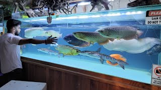 Big Fish Tank in Indian Fish Shop [upl. by Lraed642]