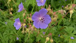 Beauty of Meadow Cranesbill A Vibrant Wildflower Up Close [upl. by Alphonse]