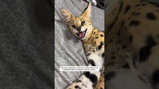 The man adopted a Serval cat found by the roadside leopard cat short [upl. by Krenn]