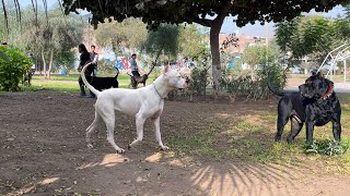 APRECIA EL ENCUENTRO de un Presa Canario y un Dogo Argentino [upl. by Rettig]