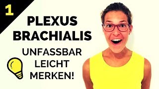 Plexus brachialis lernen So merkst du ihn dir  Geniale Eselsbrücken amp Gedächtnispalast 12 [upl. by Nomad826]