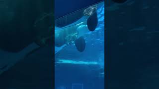 실제보면 압도당할 범고래 크기 ㅎㄷㄷ orca killerwhales nagoyaportaquarium 나고야여행 나고야항수족관 범고래 고래 animals [upl. by Mighell]