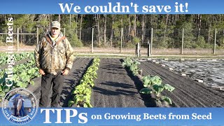 Growing Beets from Seed but we couldnt save it [upl. by Owades]