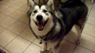 Alaskan Malamute puppy 7 months old showing off for camera [upl. by Marinna]