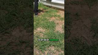 Get rid of crabgrass you already have  weed control tips  DoMyOwncom domyownlawncare crabgrass [upl. by Acessej]