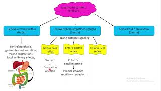 Gastrointestinal reflexes Chapter 63 part 4 Guyton and Hall Physiology [upl. by Attekahs]