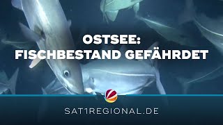 Fischbestände durch Überfischung in Ostsee gefährdeter als angenommen [upl. by Leeke]