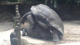 Giant Tortoise Mating [upl. by Omor]