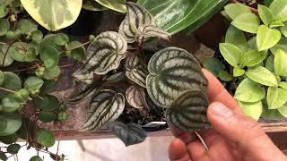 Peperomia Collection [upl. by Vierno]