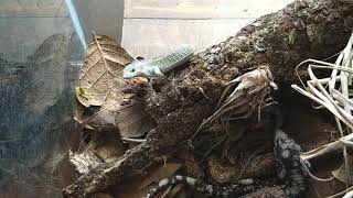 abronia lythrochila comiendo [upl. by Yehc567]