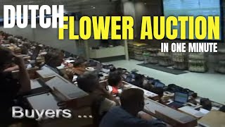 Daily flower auction in Netherlands  Fastest auction in Europe [upl. by Boyd134]