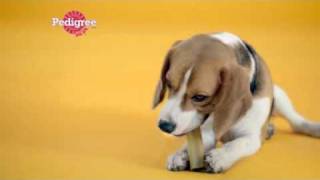 Pedigree Jumbone television advert [upl. by Anialram]