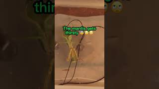 The WEIRDEST Praying Mantis worm 🤔🤔🤔 shorts [upl. by Frayne]