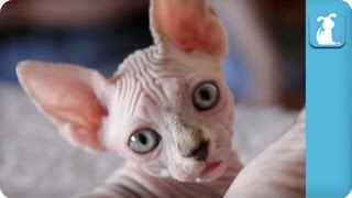 40 Seconds of Precious Sphynx and Bambino Kittens Part 1  Kitten Love [upl. by Durning680]