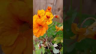 Tropaeolum majus 💛🧡💛🧡shorts flowers [upl. by Lleynad]