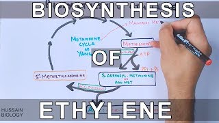 Biosynthesis of Ethylene [upl. by Rhee]