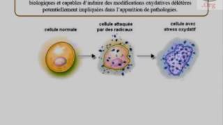 Mécanisme du stress oxydatif et les radicaux libres oxydant [upl. by Hteb]