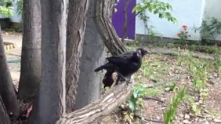 Todays Decidedly Alarmed Birds Whitewinged choughs [upl. by Assenab505]