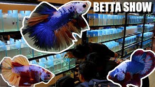 BETTAS Youve Never Seen Before AMAZING Betta Fighting Fish Show in Vietnam [upl. by Weitzman]