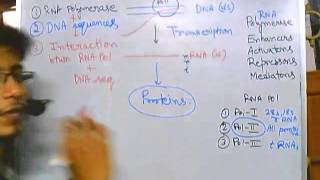 Eukaryotic transcription part 1 introduction [upl. by Terrell560]