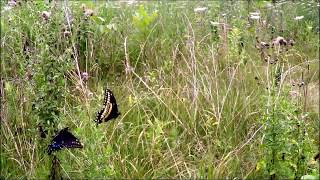 Black Swallowtail Butterflies  Courtship [upl. by Kaden]